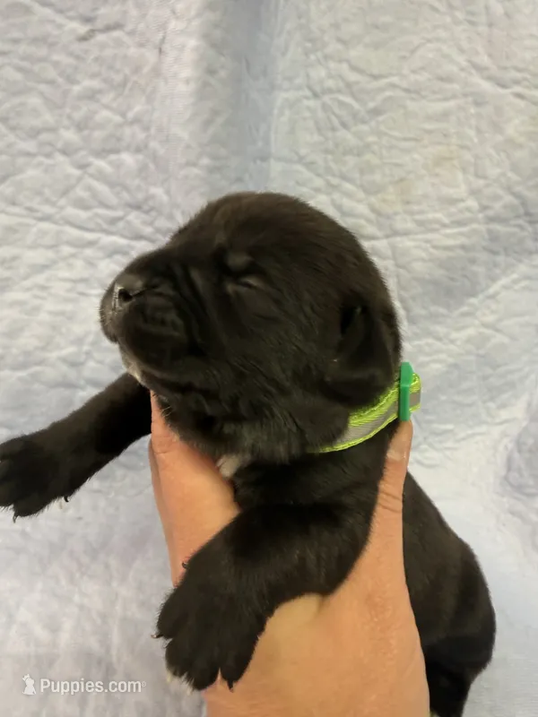 Green – Cane Corso puppy for sale in Shapleigh, ME
