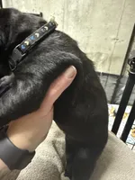 Black collar, a female Cane Corso for sale in Shapleigh, ME – 5 of 8