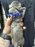 Blue, a male Cane Corso for sale in Shapleigh, ME – 4 of 8