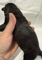 Green, a male Cane Corso for sale in Shapleigh, ME – 4 of 4