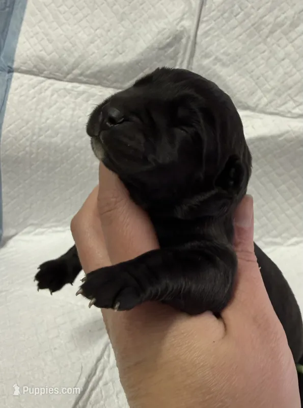 Pink – Cane Corso puppy for sale in Shapleigh, ME
