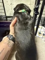 Green collar, a male Cane Corso for sale in Shapleigh, ME – 5 of 7