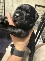Blue collar, a female Cane Corso for sale in Shapleigh, ME – 1 of 6