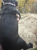Purple, a female Cane Corso for sale in Shapleigh, ME – 9 of 9