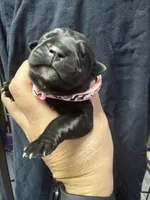 Pink, a female Cane Corso for sale in Shapleigh, ME – 4 of 9