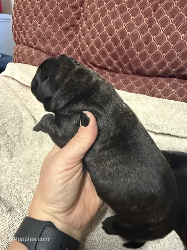 Male 1 – Cane Corso puppy for sale in Shapleigh, ME