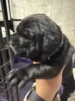 Black collar, a female Cane Corso for sale in Shapleigh, ME – 3 of 8