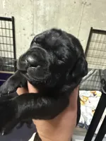 Orange collar, a female Cane Corso for sale in Shapleigh, ME – 2 of 8