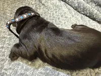 Black , a male Cane Corso for sale in Shapleigh, ME – Photo 6 of 6