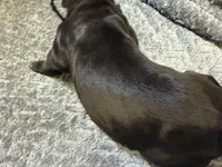 Black , a male Cane Corso for sale in Shapleigh, ME – Photo 4 of 6