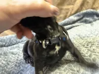 Black , a male Cane Corso for sale in Shapleigh, ME – Photo 5 of 6