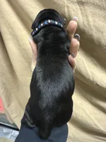 Black , a male Cane Corso for sale in Shapleigh, ME – Photo 3 of 6