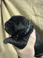 Black , a male Cane Corso for sale in Shapleigh, ME – Photo 2 of 6