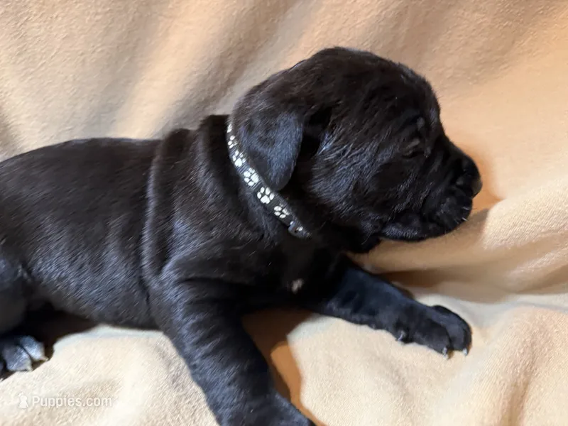 Male 1 – Cane Corso puppy for sale in Shapleigh, ME