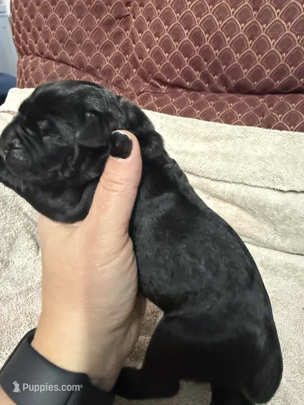 Female 2 – Cane Corso puppy for sale in Shapleigh, ME