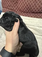 Female 2, a female Cane Corso for sale in Shapleigh, ME – 1 of 5