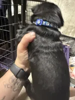 Blue collar, a female Cane Corso for sale in Shapleigh, ME – 4 of 6