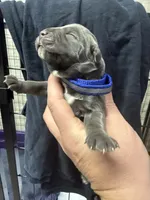 Blue, a male Cane Corso for sale in Shapleigh, ME – 5 of 8