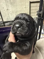 Green collar, a male Cane Corso for sale in Shapleigh, ME – 3 of 7