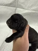 Light blue, a male Cane Corso for sale in Shapleigh, ME – 6 of 6