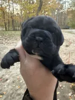 Purple, a female Cane Corso for sale in Shapleigh, ME – 7 of 9