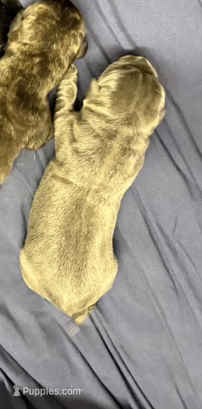Blue – Cane Corso puppy for sale in Shapleigh, ME