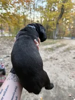 Black collar, a female Cane Corso for sale in Shapleigh, ME – 7 of 8