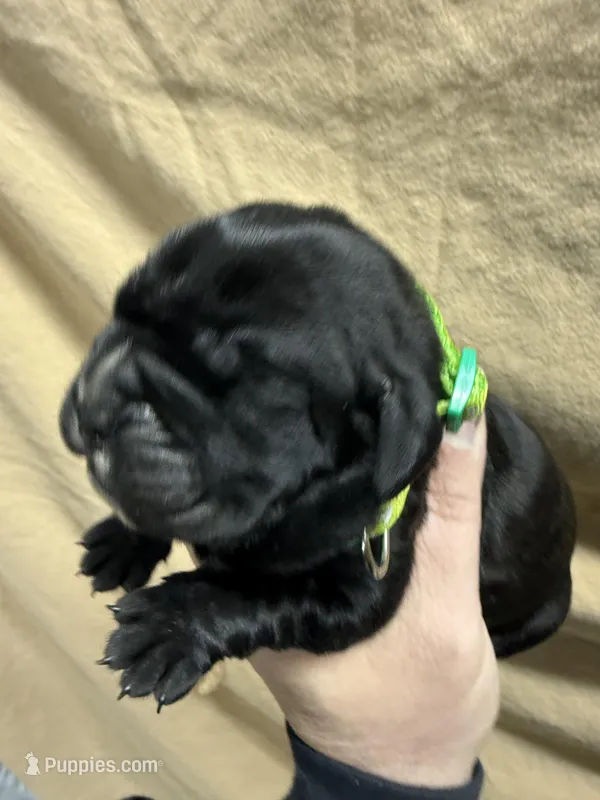 Green  – Cane Corso puppy for sale in Shapleigh, ME