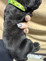 Green , a male Cane Corso for sale in Shapleigh, ME – Photo 3 of 7