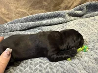 Green , a male Cane Corso for sale in Shapleigh, ME – Photo 7 of 7