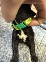 Green , a male Cane Corso for sale in Shapleigh, ME – Photo 6 of 7