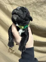 Green , a male Cane Corso for sale in Shapleigh, ME – Photo 5 of 7