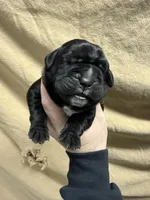Green , a male Cane Corso for sale in Shapleigh, ME – Photo 2 of 7