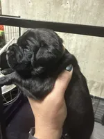 Red collar, a female Cane Corso for sale in Shapleigh, ME – 8 of 8