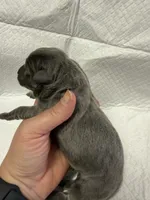 Purple, a female Cane Corso for sale in Shapleigh, ME – 4 of 4