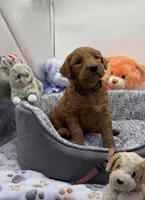 Rocky Brown Collar GR, a male Golden Retriever for sale in Carrollton, GA – Photo 1 of 4