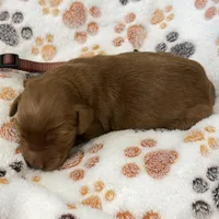 Rocky Brown Collar GR, a male Golden Retriever for sale in Carrollton, GA – Photo 3 of 4