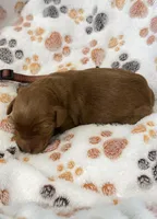 Rocky Brown Collar GR, a male Golden Retriever for sale in Carrollton, GA – Photo 1 of 3