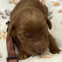 Rocky Brown Collar GR, a male Golden Retriever for sale in Carrollton, GA – Photo 4 of 4