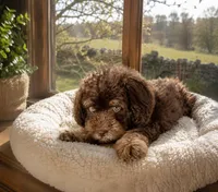 Hershey, a male Miniature Aussiedoodle for sale in Carrollton, GA – 3 of 4