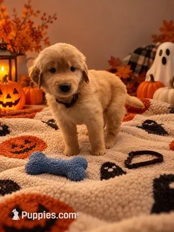 Micah - Black Collar – Golden Retriever puppy for sale in Carrollton, GA