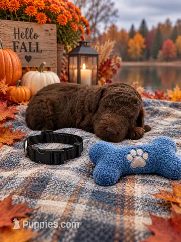 Hank - Black Collar F1bb GD – Goldendoodle puppy for sale in Carrollton, GA
