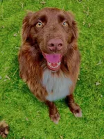 Cyrus, a male Australian Shepherd for sale in Carrollton, GA – Photo 3 of 4