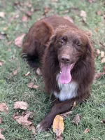 Cyrus, a male Australian Shepherd for sale in Carrollton, GA – Photo 1 of 4