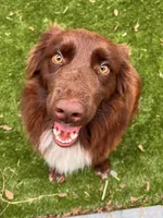 Cyrus, a male Australian Shepherd for sale in Carrollton, GA – Photo 4 of 4