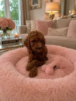 Joy Orange Collar Poodle , a male Poodle - Standard  for sale in Carrollton, GA – 1 of 3