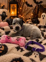 Honey - Purple collar, a female Australian Cattle Dog for sale in Carrollton, GA – 2 of 3