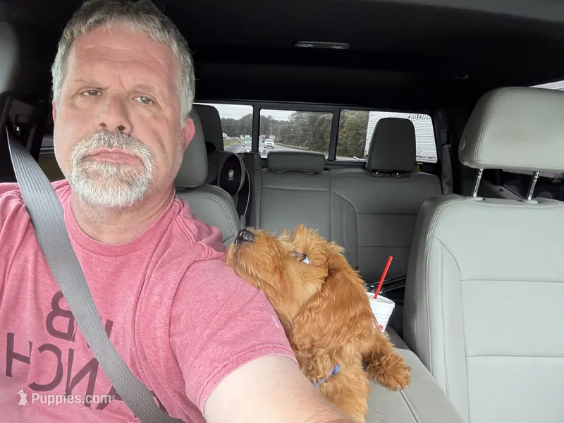 Milo Orange Collar GD – Goldendoodle puppy for sale in Carrollton, GA