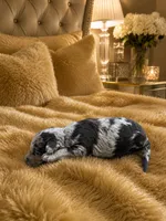 Oreo Mini, a male Miniature Aussiedoodle for sale in Carrollton, GA – 1 of 3
