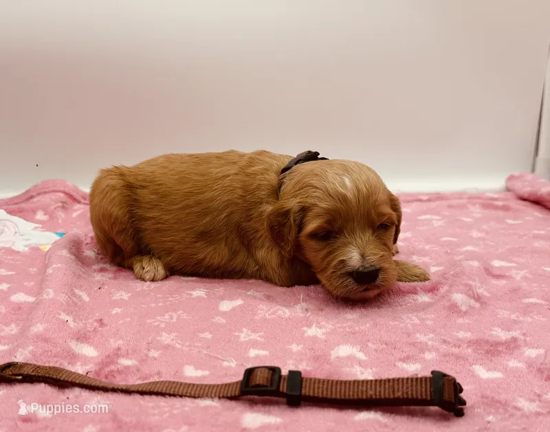Georgette Brown Collar GD – Goldendoodle puppy for sale in Carrollton, GA